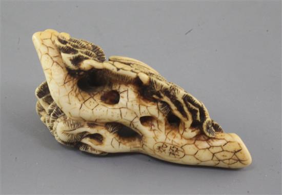 A Japanese ivory netsuke of a hawk seated on a pine branch, 19th century, 5.7cm